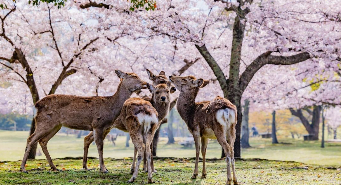 Nara Park
